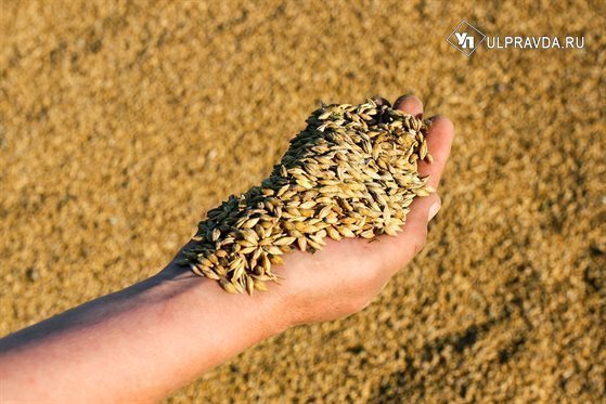 Ульяновская область - в передовиках по урожайности — Улправда