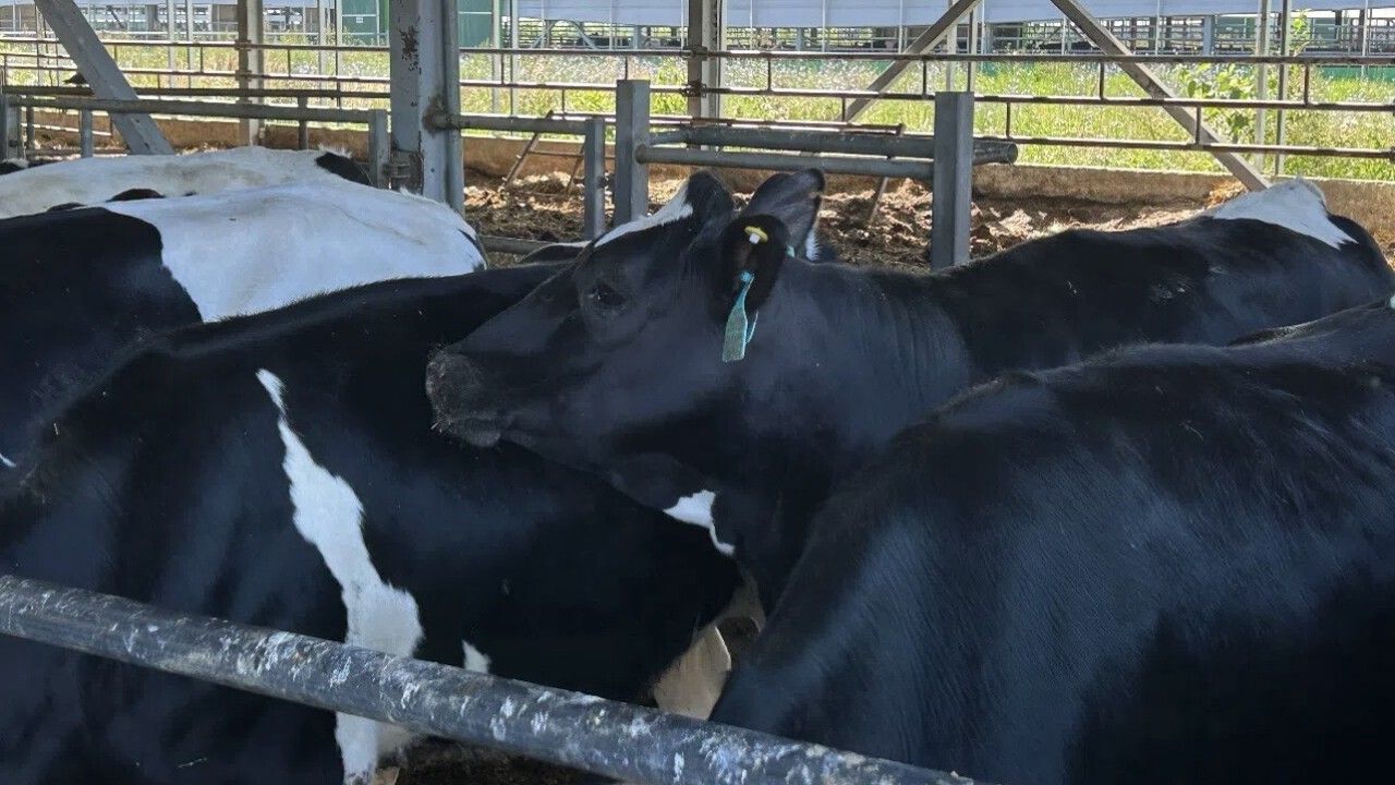 В Пензенской области увеличилось производство продукции животноводства — Пенза-Взгляд: новости Пензы и области сегодня