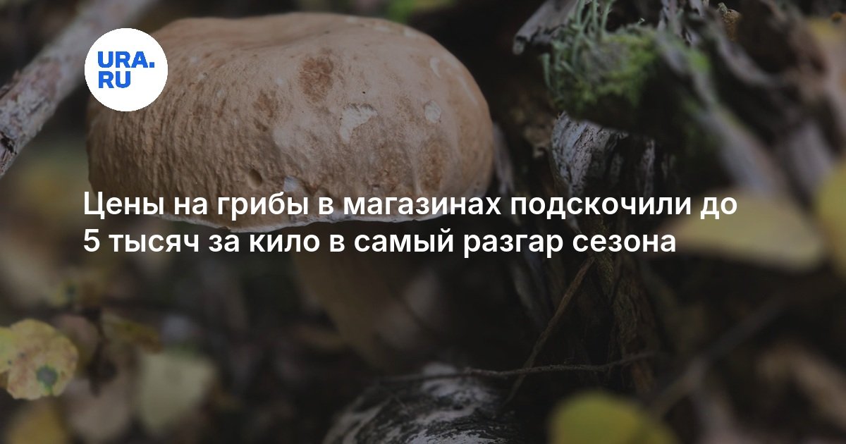 Цены на грибы в магазинах подскочили до 5 тысяч за кило в самый разгар сезона — URA.RU