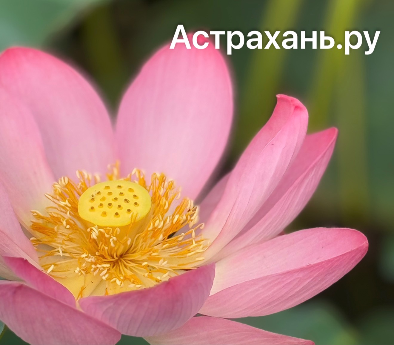 Стало известно, почему стоимость туров на лотосы в... — astrakhan.su
