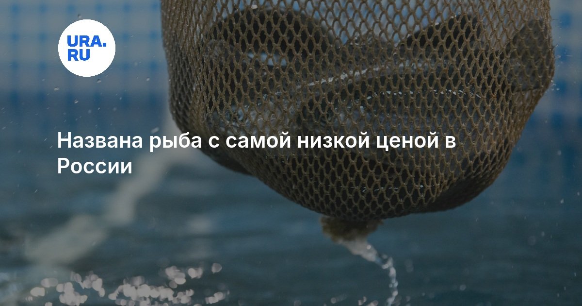 Названа рыба с самой низкой ценой в России — URA.RU
