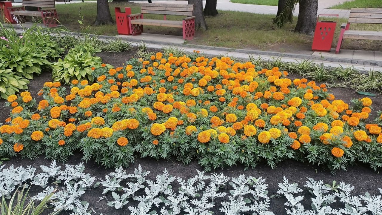 В Пензенской области последняя неделя лета будет прохладной — Пенза-Взгляд: новости Пензы и области сегодня